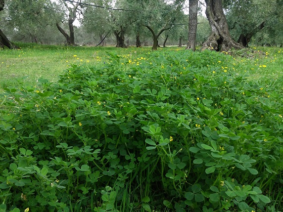 Terreno fertilizzato dalla natura